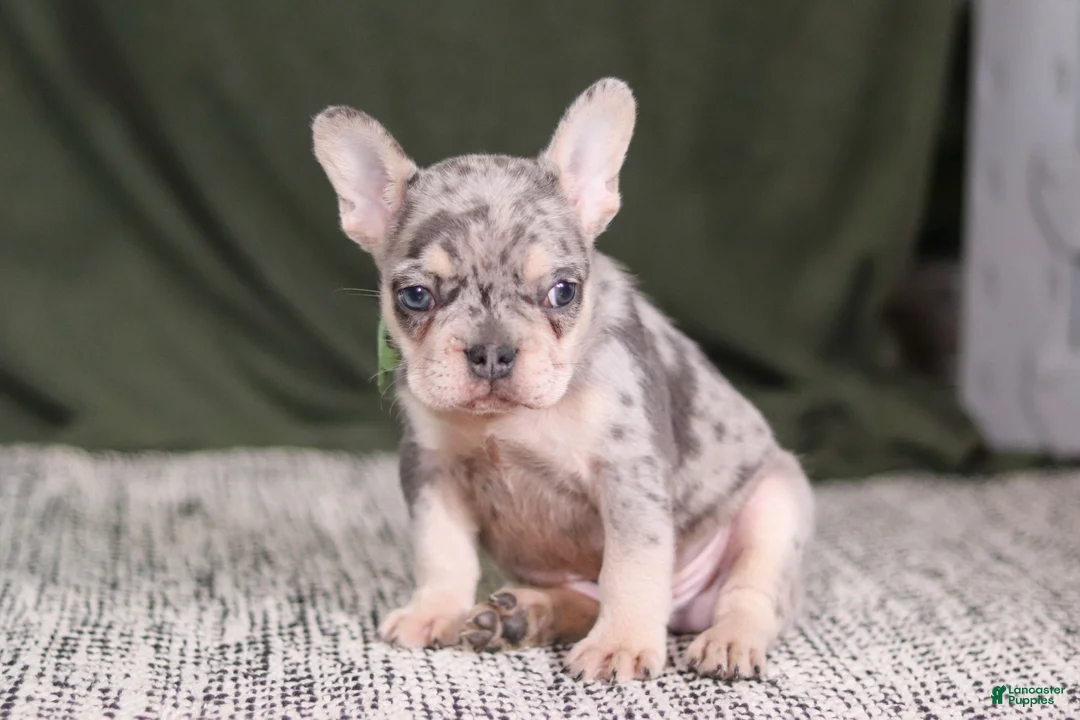 French Bulldog dogs for sale: Bently - Ad 4