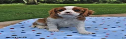 Cavalier King Charles Spaniel dogs for sale: Heather - Ad 3