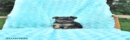 Yorkshire Terrier dogs for sale: Lacy - Ad 2