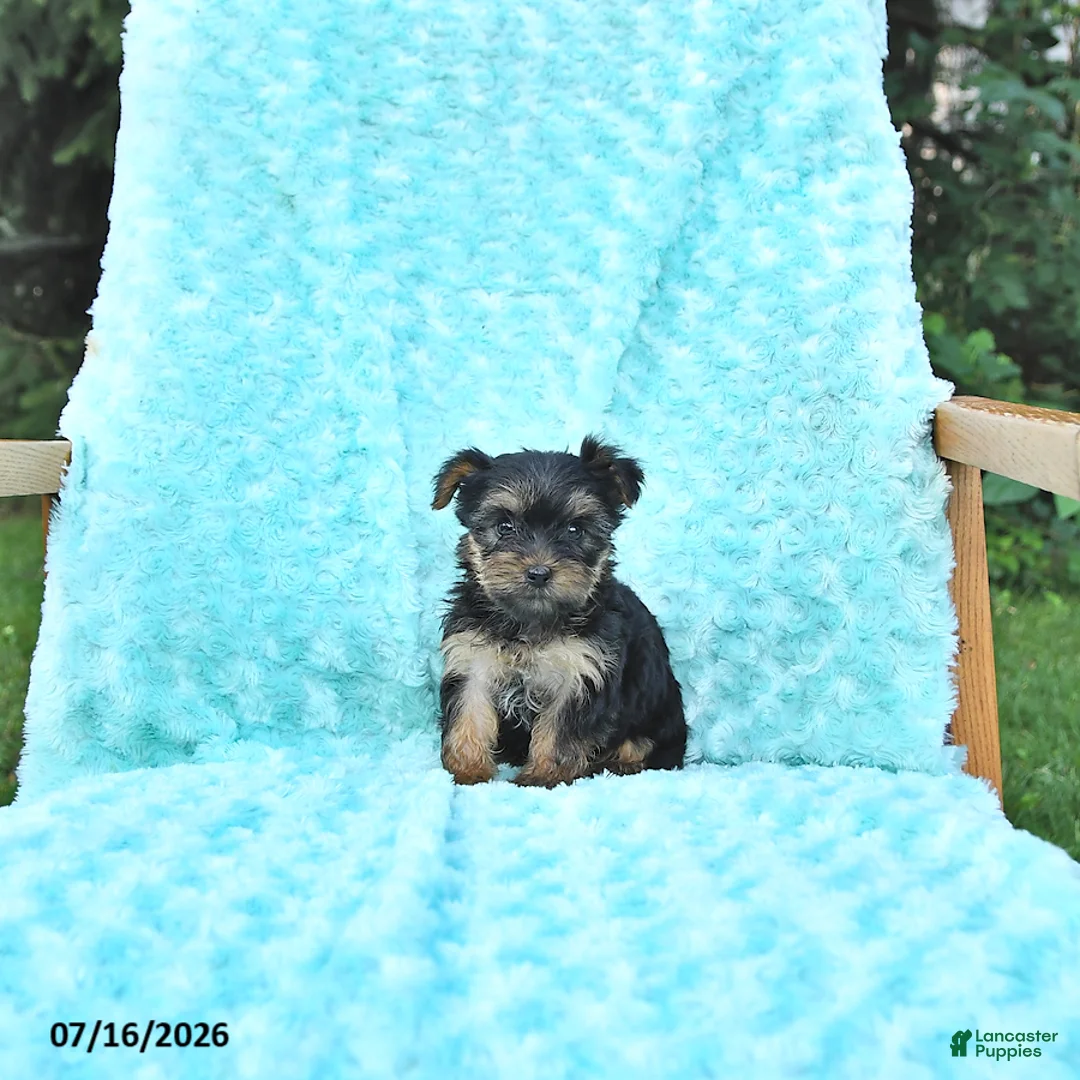 Yorkshire Terrier dogs for sale: Lacy - Ad 2
