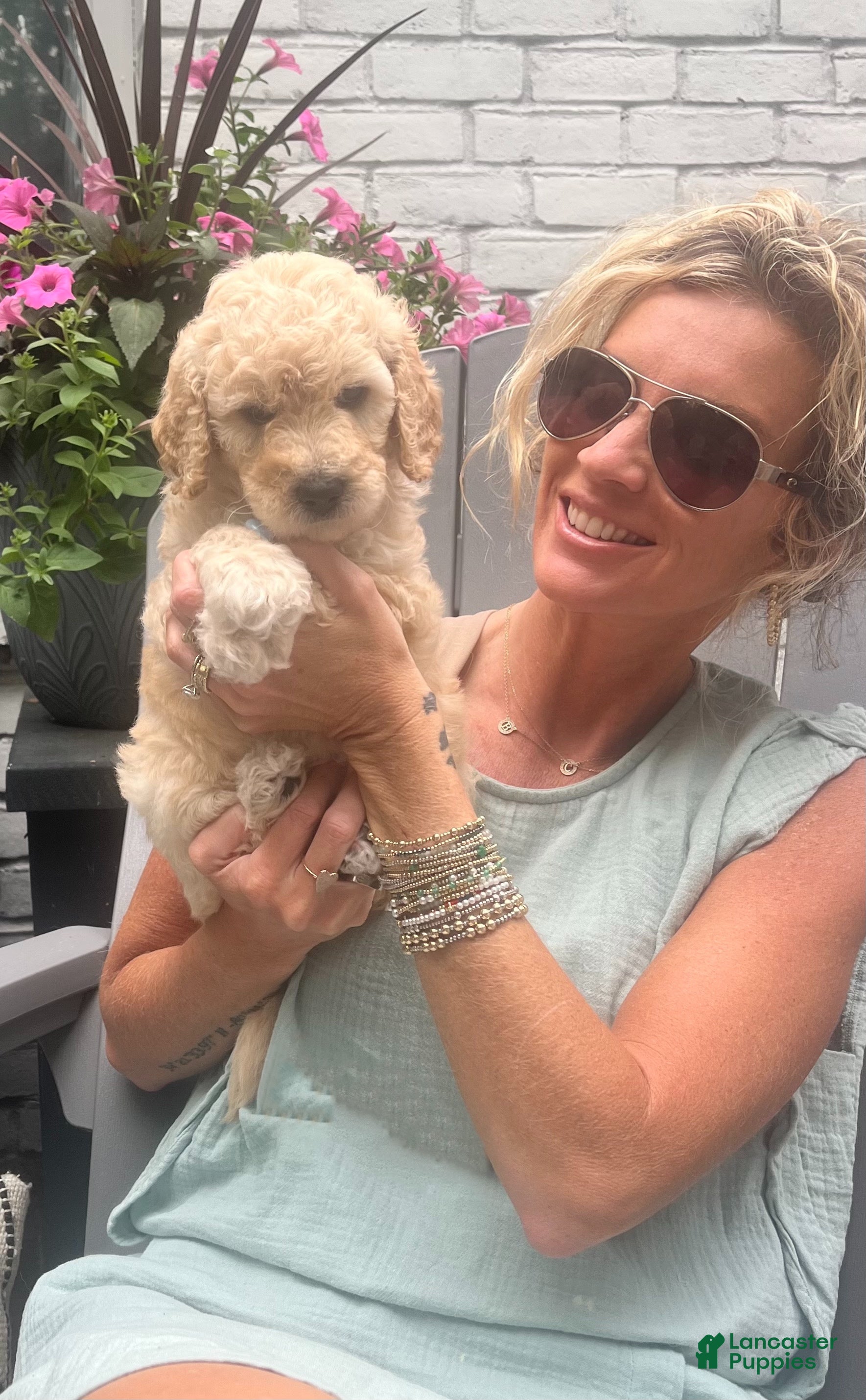 Goldendoodle dogs Goldendoodle Honey- Yellow - Ad 1