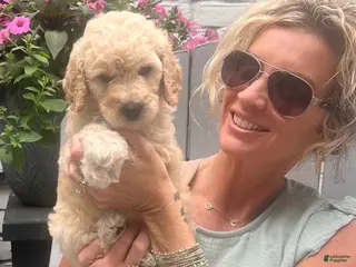 Goldendoodle dogs for sale: Goldendoodle Honey- Yellow - Ad 1