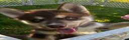 Siberian Husky dogs for sale: Siberian Husky 1 - Ad 6