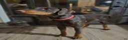 Doberman Pinscher dogs for sale: Doberman Pinscher Puppy 3 - Ad 2