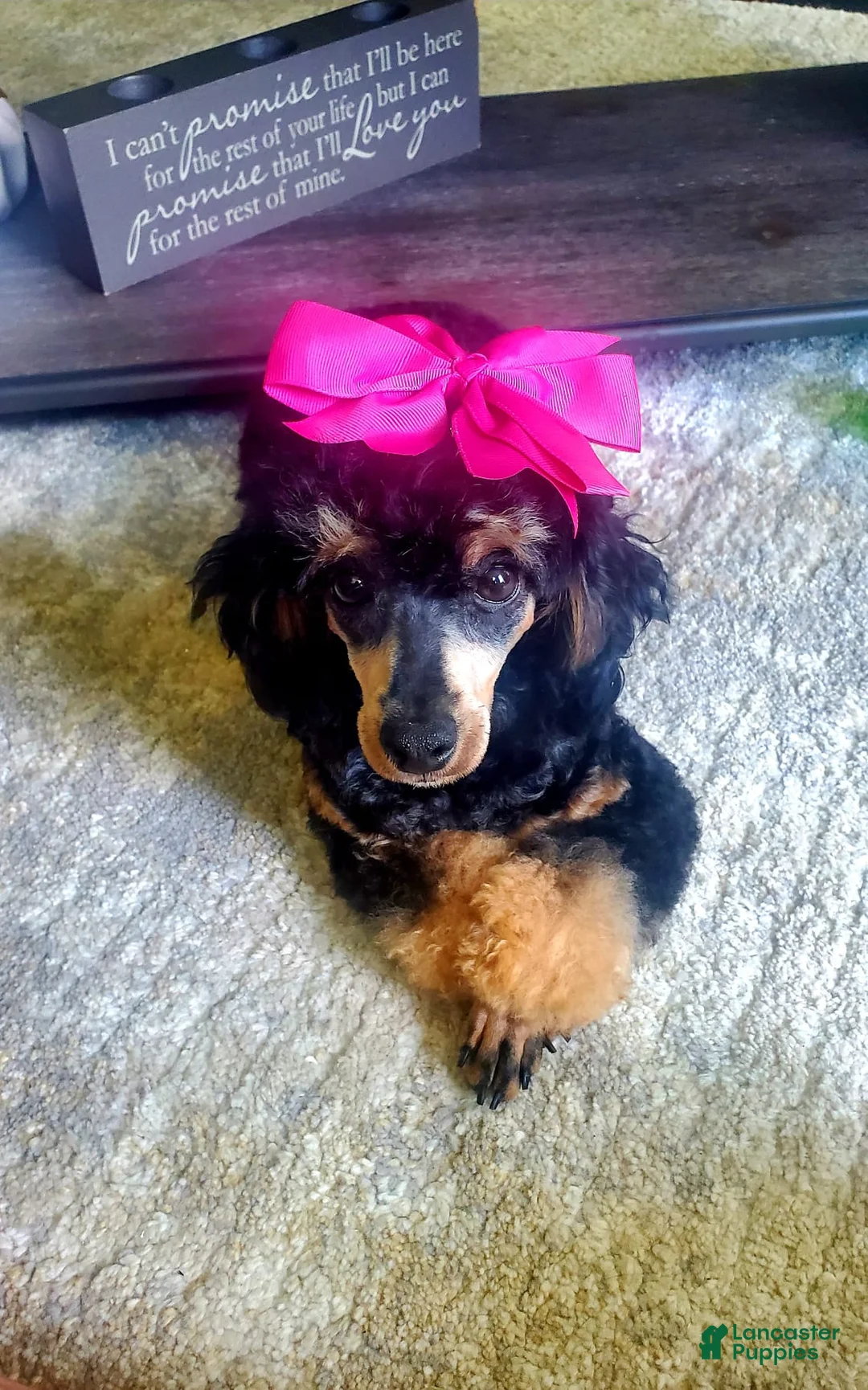 Toy Poodle dogs for sale: Toy Poodle Puppy 3 - Ad 5