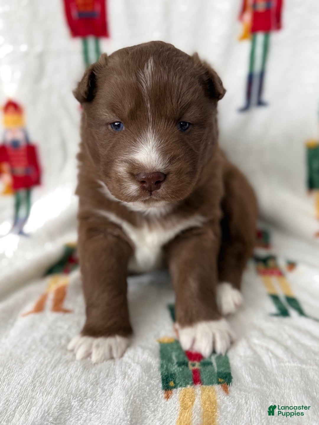 Siberian Husky dogs for sale: Snickerdoodle - Ad 1