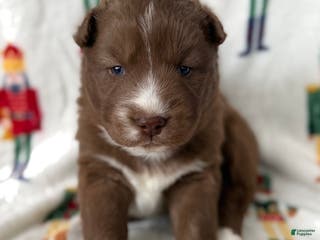 Siberian Husky dogs Snickerdoodle - Ad 26