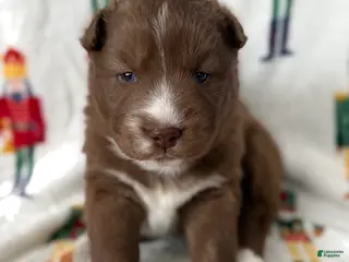 Siberian Husky dogs Snickerdoodle - Ad 21