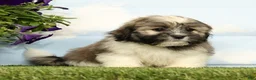 Lhasa Apso dogs for sale: Kingston - Ad 4