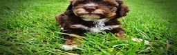 Havapoo dogs for sale: Vanity - Ad 9