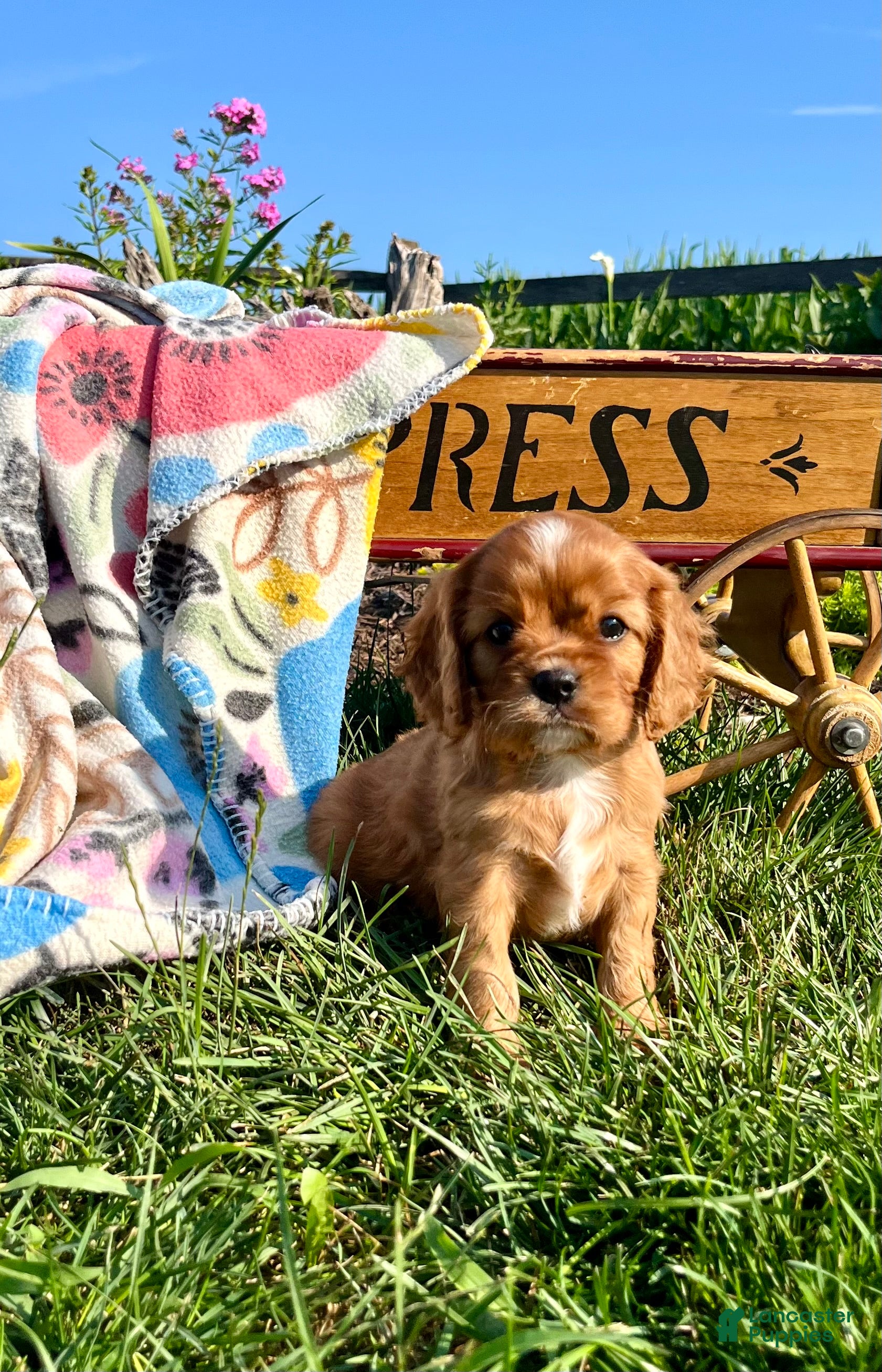 Cavalier King Charles Spaniel dogs Sweet Lilly❤️AKC Momma Heart Tested - Ad 1