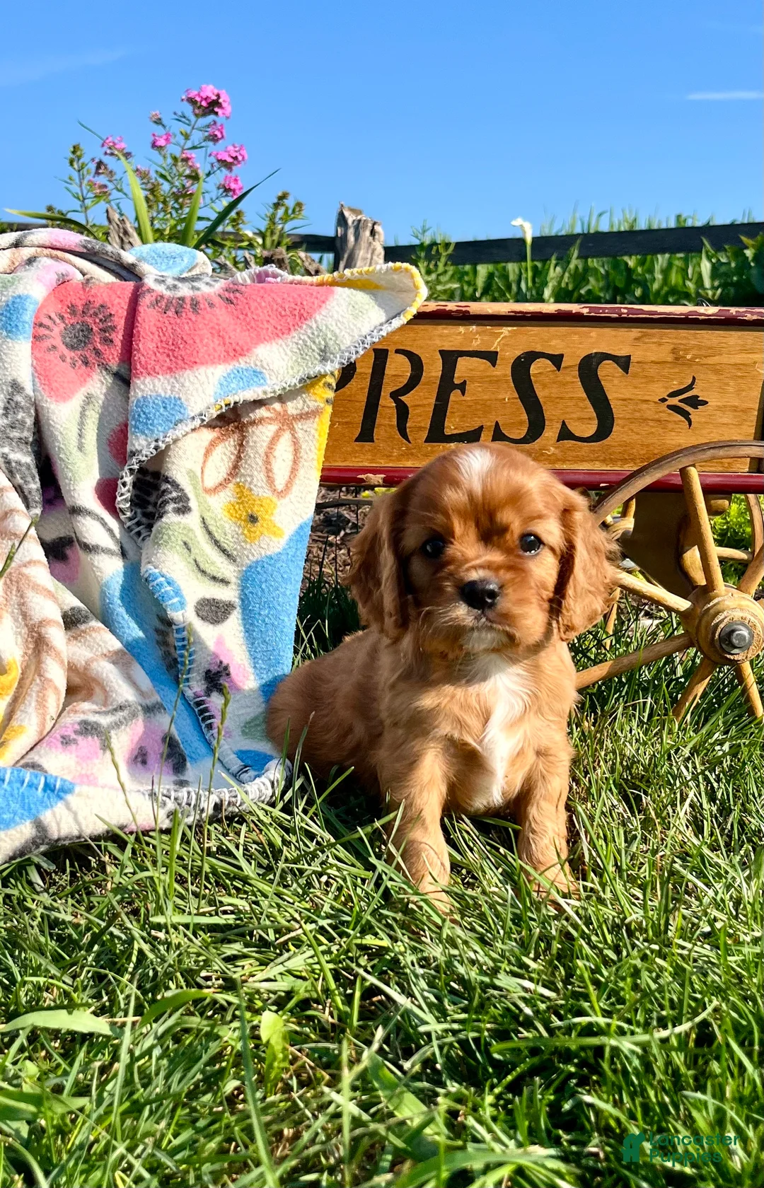 Cavalier King Charles Spaniel dogs for sale: Sweet Lilly❤️AKC Momma Heart Tested - Ad 1