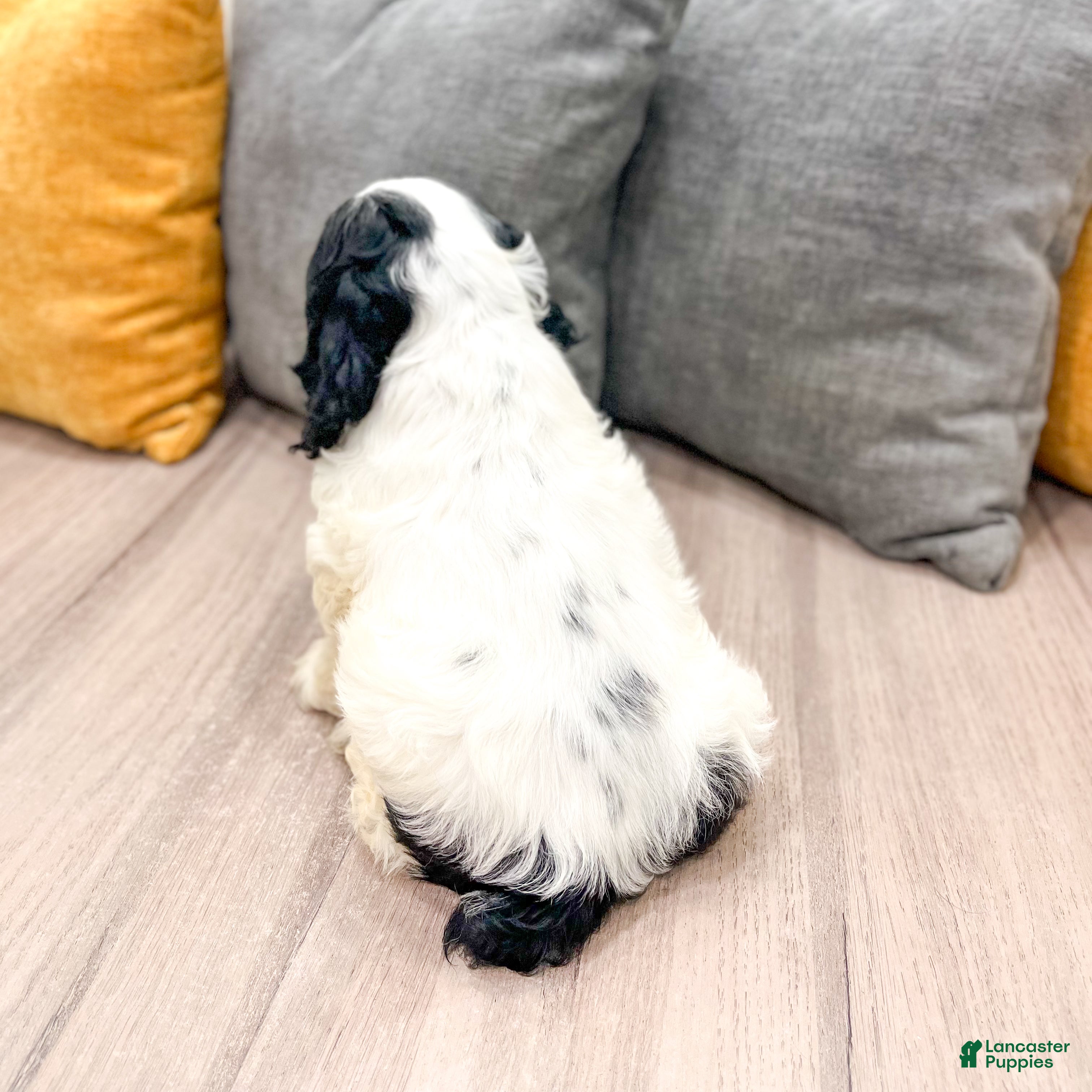 Cocker Spaniel dogs Emmet - Ad 2