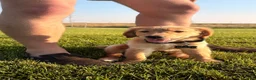 Golden Retriever dogs for sale: Golden Retriever 1 - Ad 3