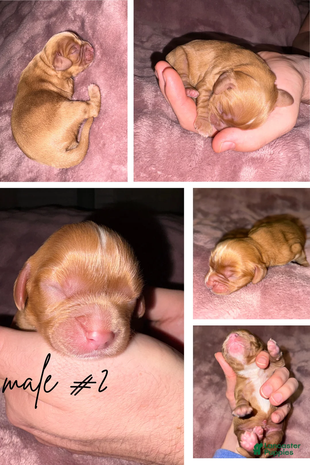 Cavalier King Charles Spaniel dogs for sale: Cavalier King Charles Spaniel Puppy 2 - Ad 1