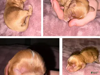 Cavalier King Charles Spaniel dogs for sale: Cavalier King Charles Spaniel Puppy 2 - Ad 3