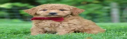 Mini Goldendoodle dogs for sale: Pickles - Ad 8