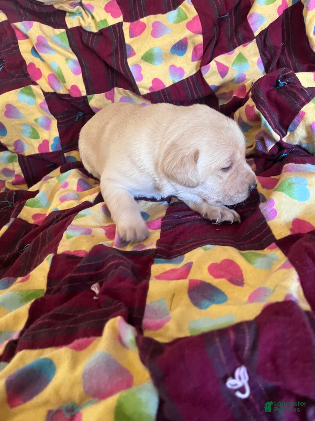Labrador Retriever dogs for sale:  Puppy 4 - Ad 1