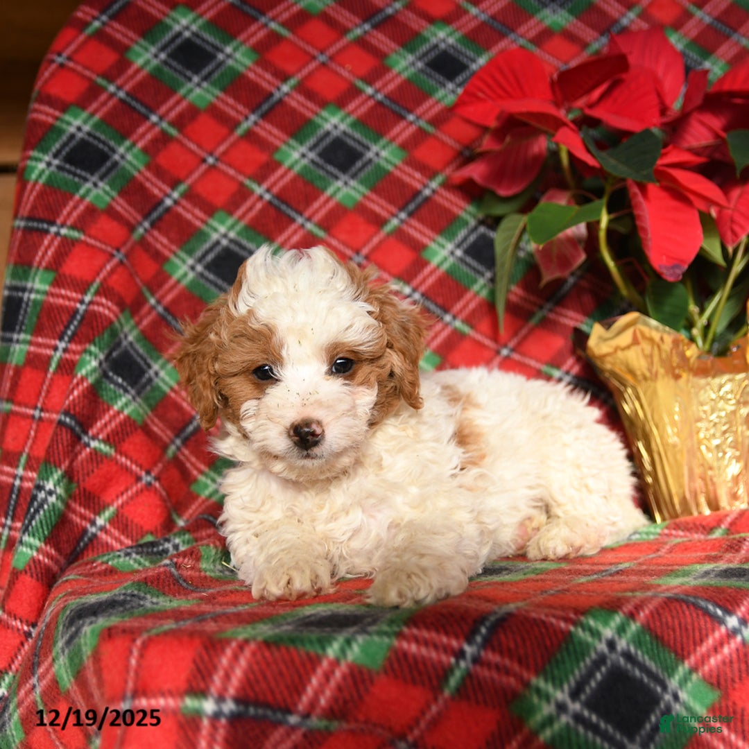 Mini Bernedoodle dogs for sale: Lilly - Ad 3