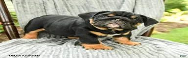 Winston