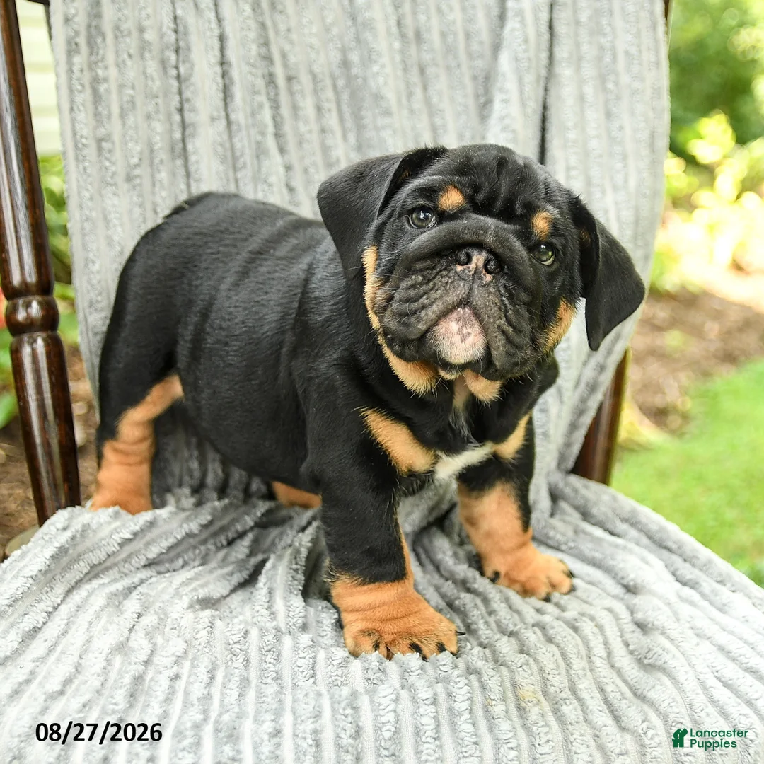 English Bulldog dogs for sale: Winston - Ad 1