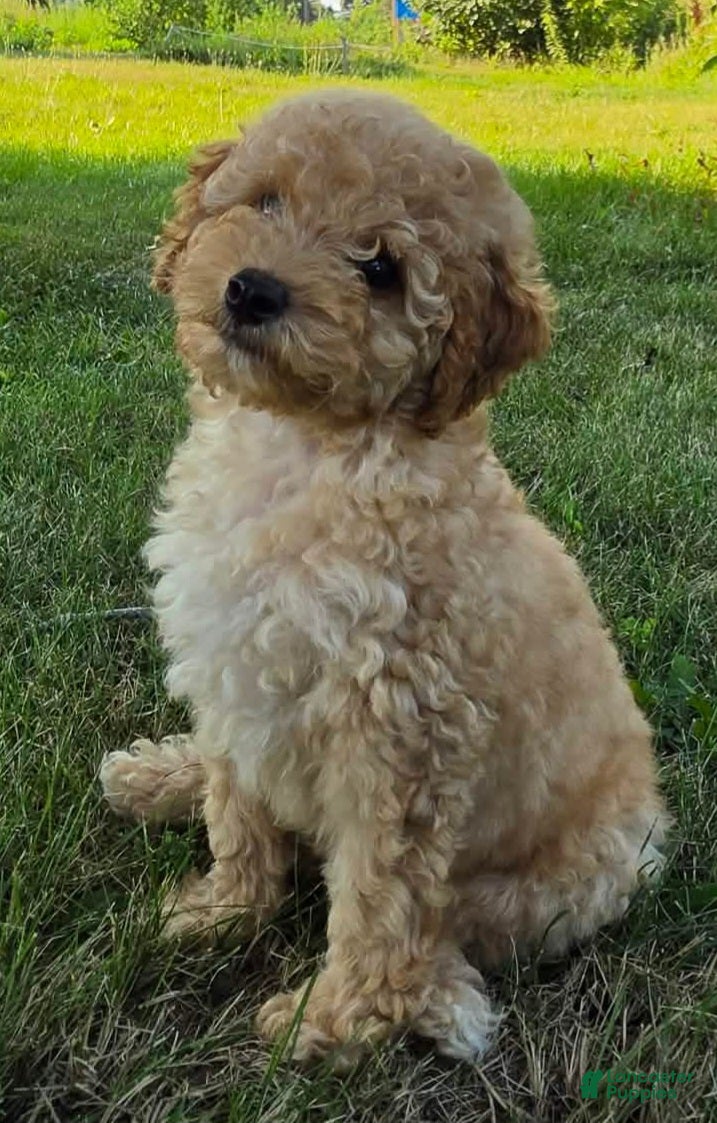 Miniature Poodle dogs Cedar - Ad 12