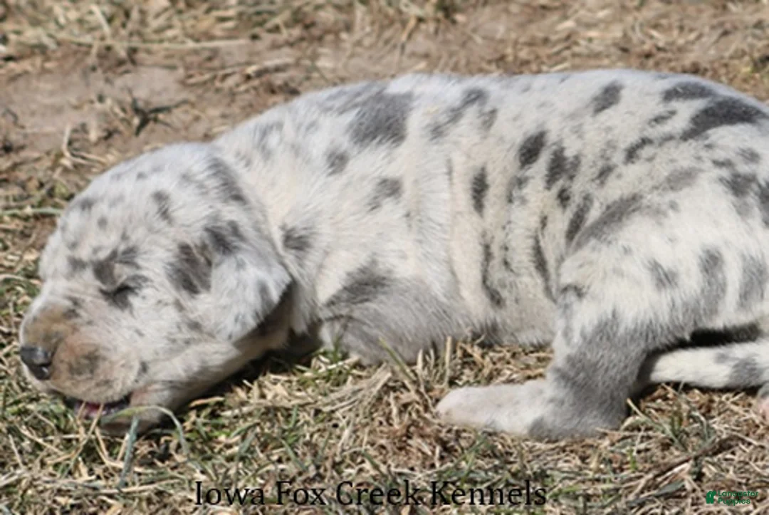 Great Dane dogs for sale: Heidi - Ad 3