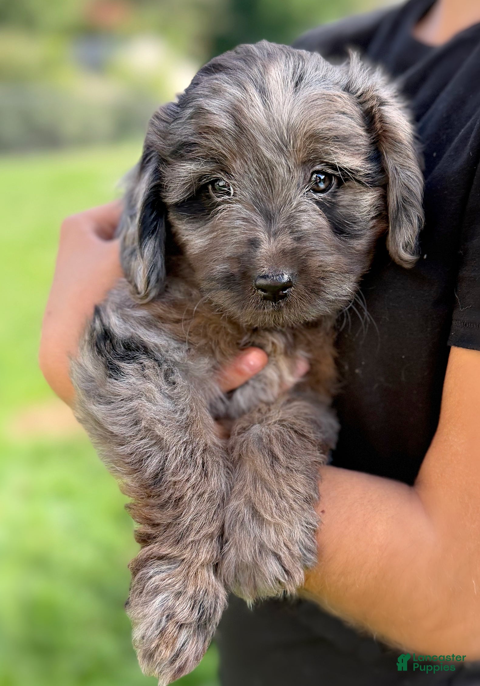 Mini Aussiedoodle dogs Frankie - Ad 2