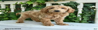 Biscuit
