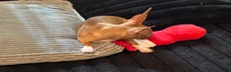 Chihuahua dogs for sale: Mrs anna  - Ad 3