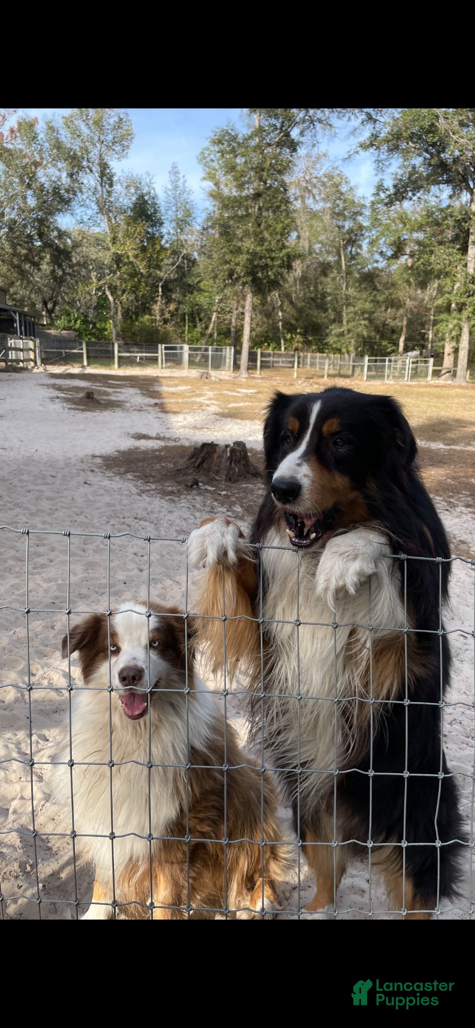 Australian Shepherd dogs Spencer  - Ad 2