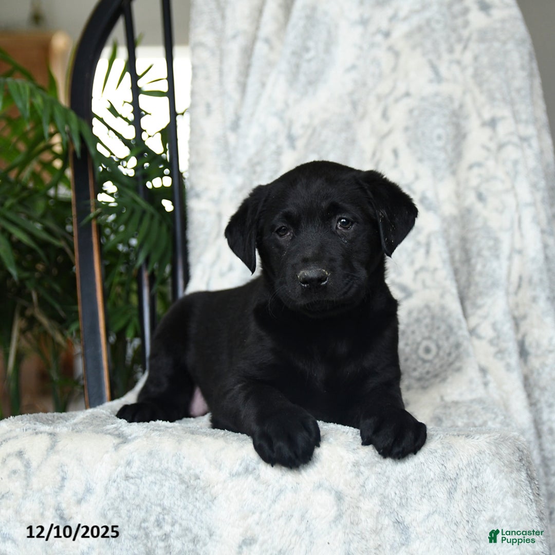Labrador Retriever dogs for sale: Banana - Ad 2