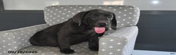 Labrador Retriever dogs for sale: Zoe - Ad 3