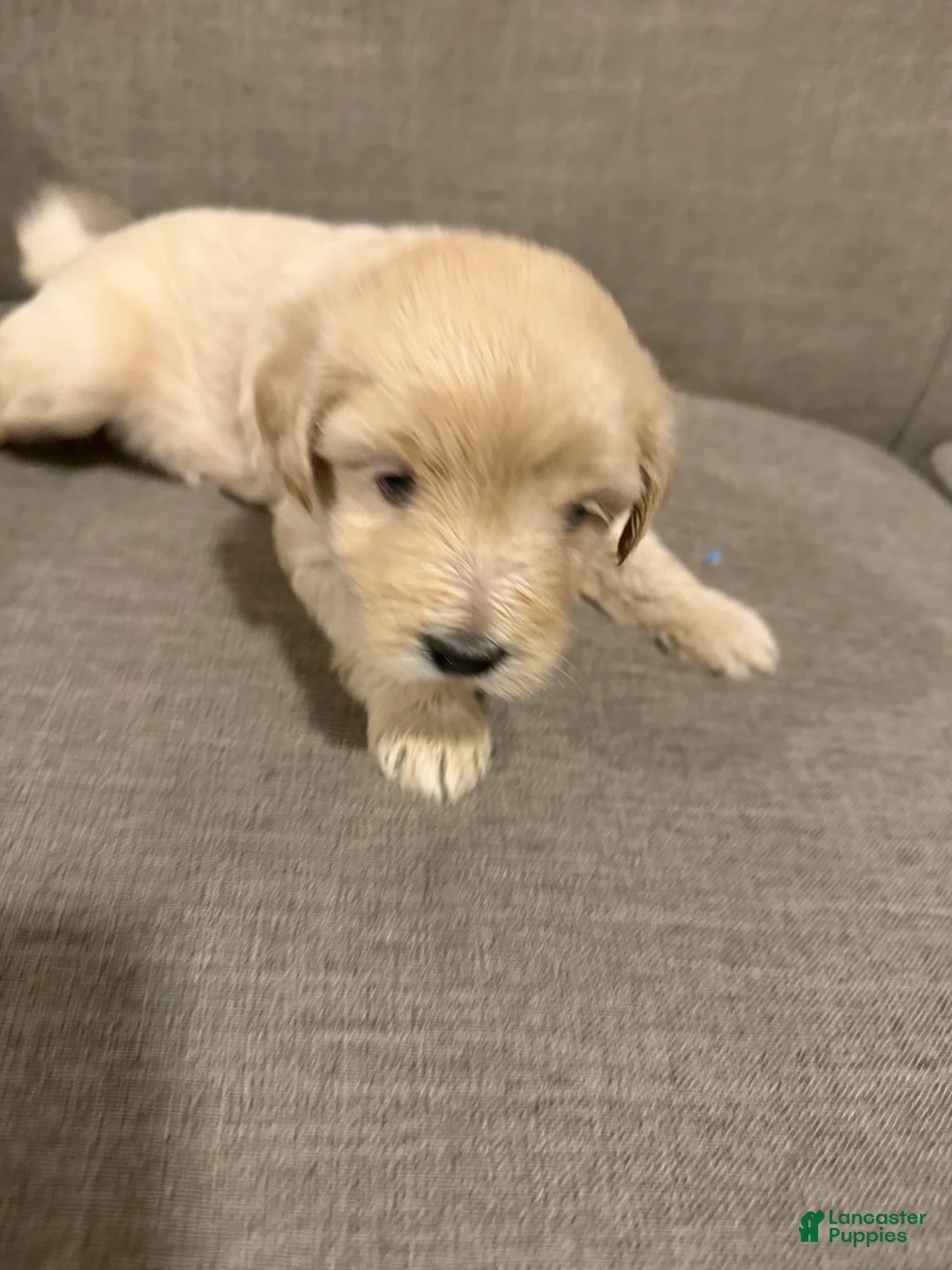 Goldendoodle dogs for sale: Goldendoodle 3 - Ad 1