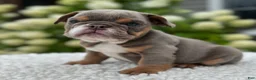 Beabull dogs for sale: Hailey  - Ad 4