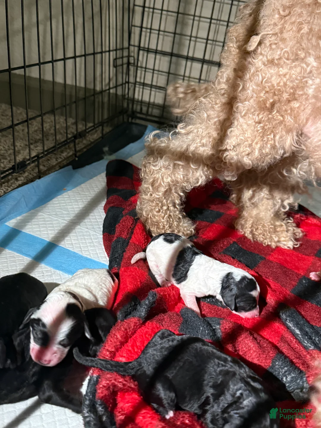 Cavapoo dogs for sale: Cavapoo Puppy 2 - Ad 1