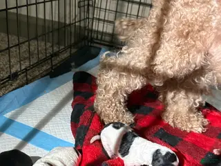 Cavapoo dogs Cavapoo Puppy 2 - Ad 13