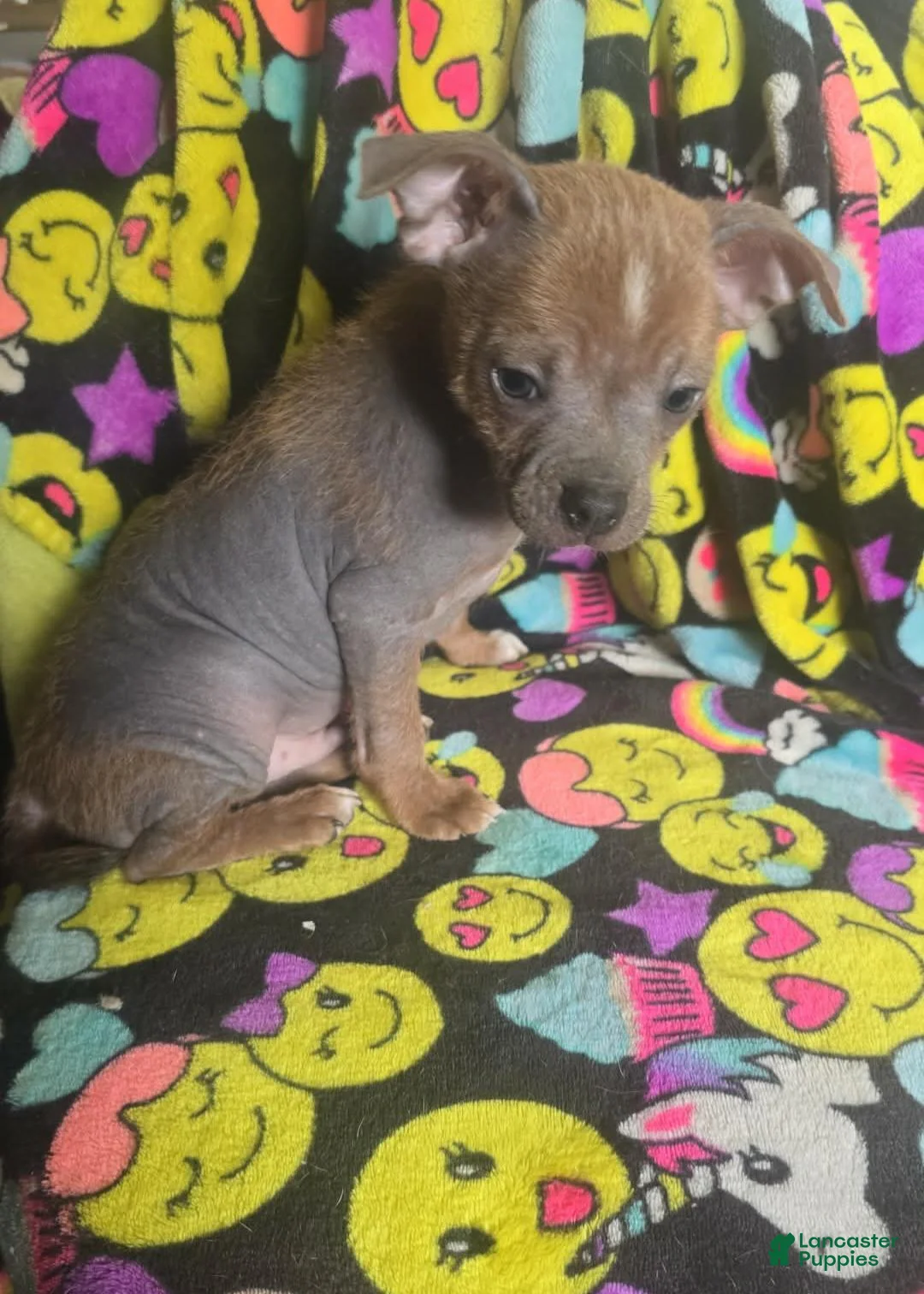 Chinese Crested dogs for sale: Stewart - Ad 26