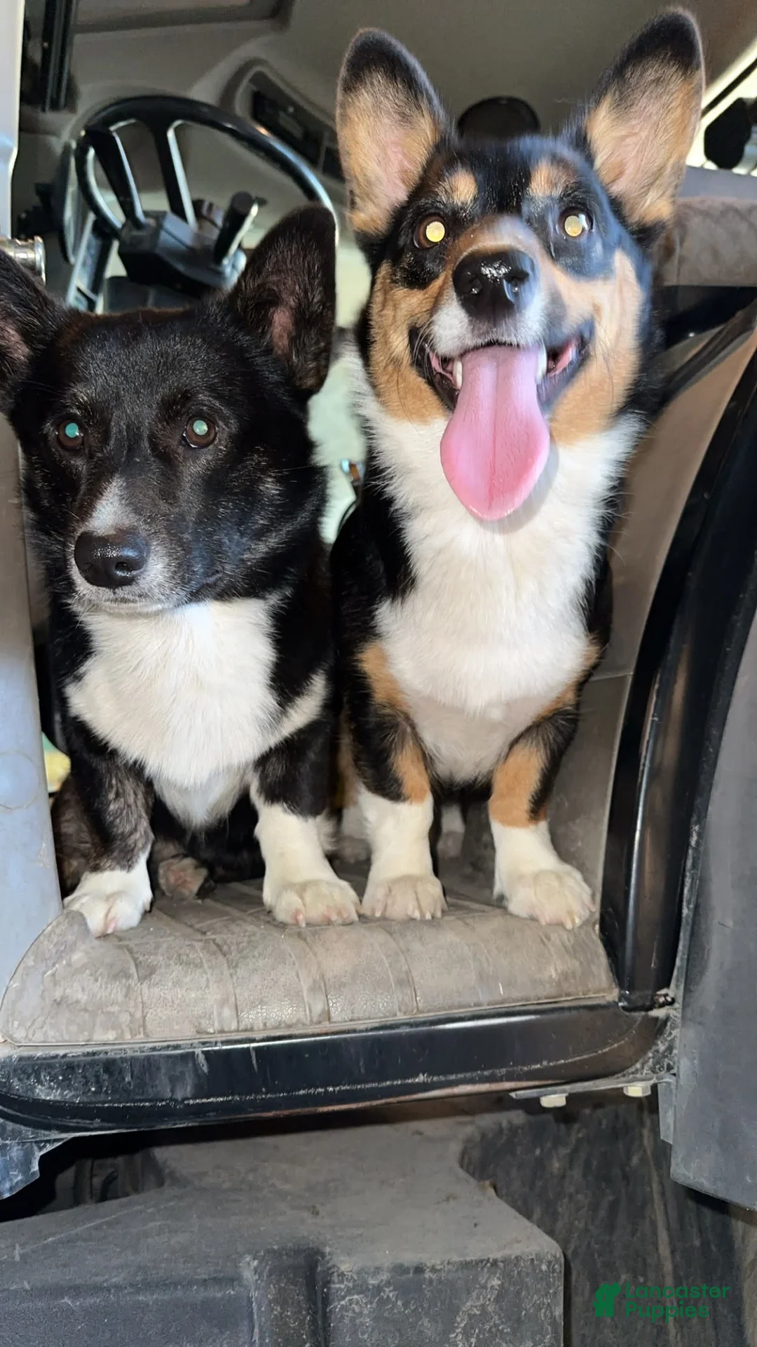 Gallery Image {{count}}