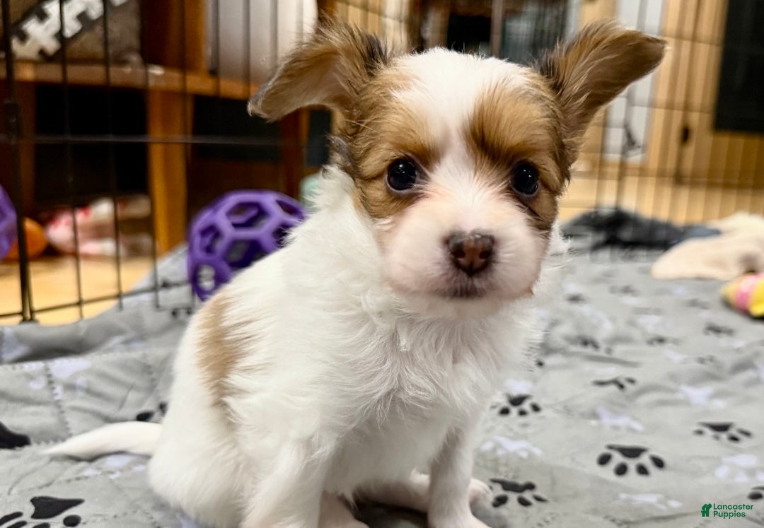 Papillon dogs for sale: Robin - Ad 4