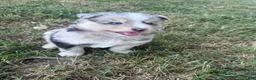 Pomsky dogs for sale: Johnny Cash - Ad 12