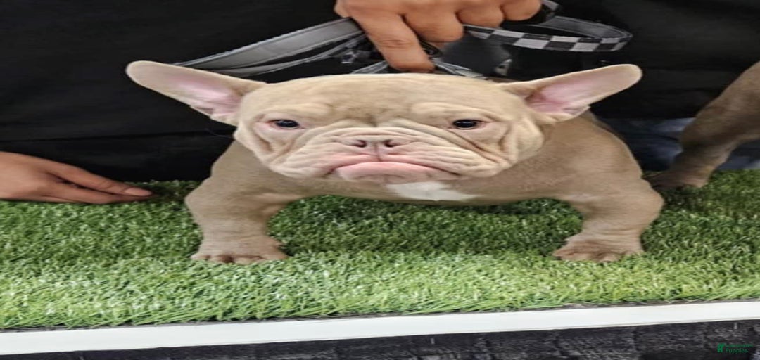 Gallery Image {{count}}