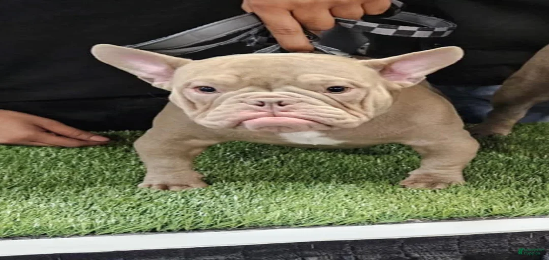 Gallery Image {{count}}