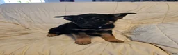 German Shepherd dogs for sale: Red Collar - Ad 4