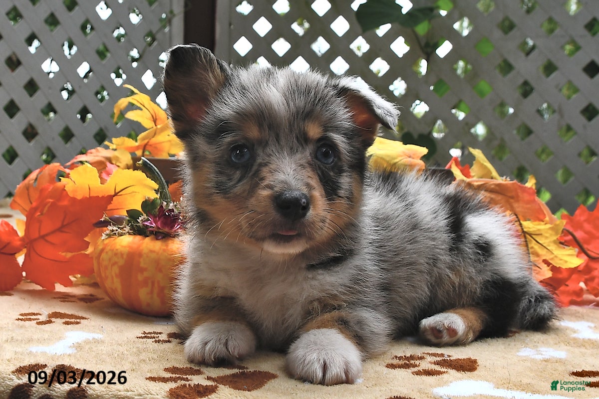 Welsh Corgi Pembroke dogs Buddy - Ad 1
