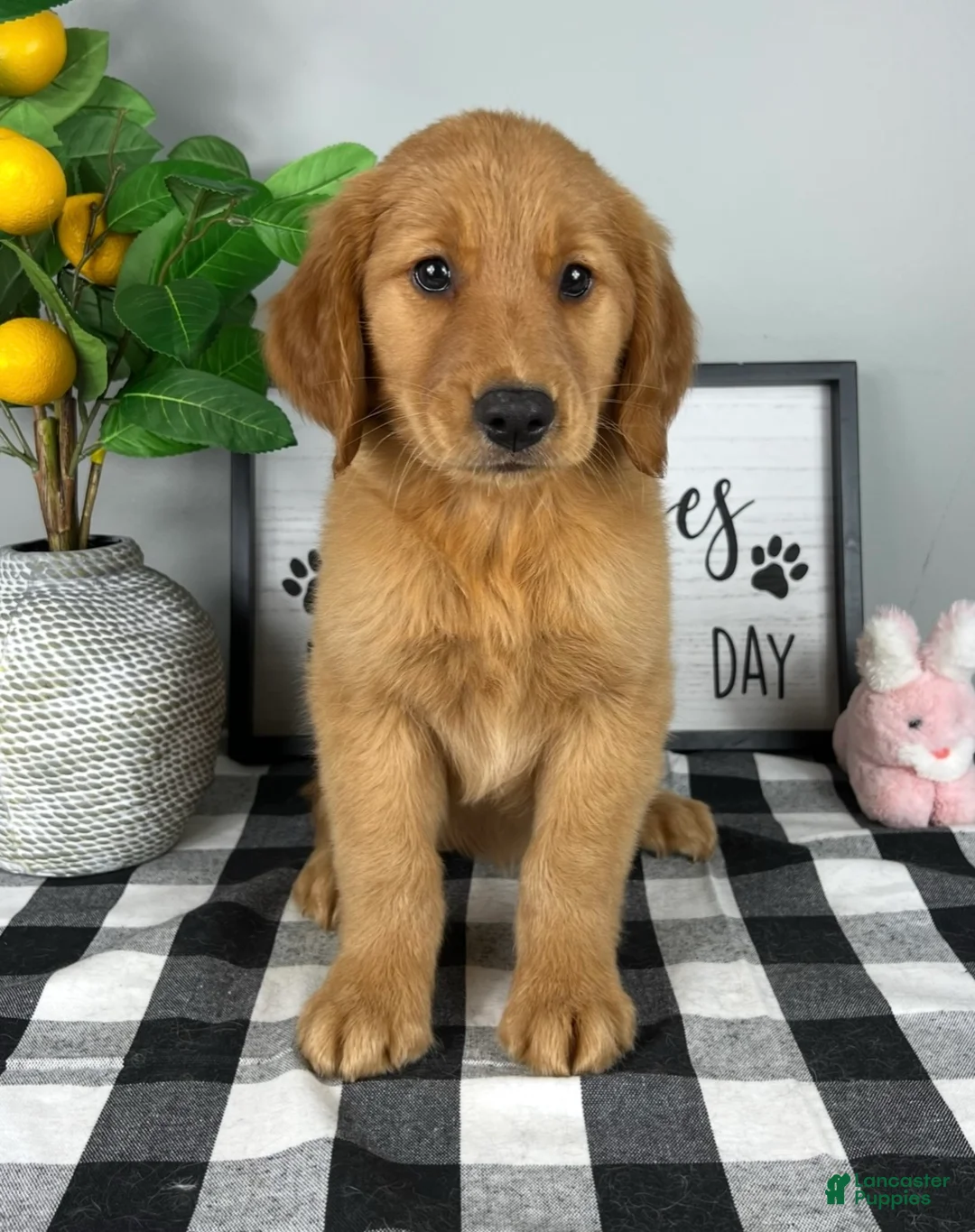 Golden Retriever dogs for sale: Gracelyn  - Ad 1