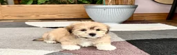 Mixed Breed dogs for sale: Lhasa/Maltese - Ad 7
