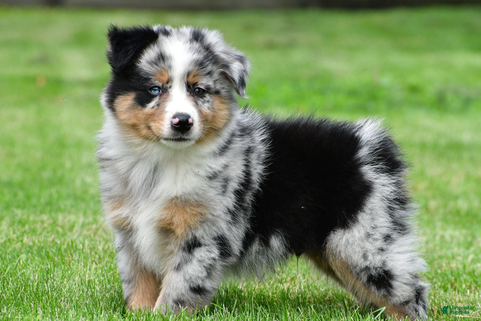 Australian Shepherd dogs Brent - Ad 2