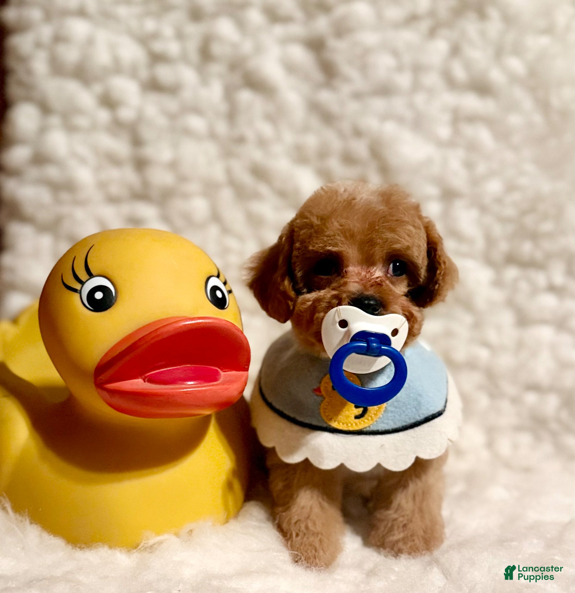 Toy Poodle dogs Sugar Bear apricot - Ad 2