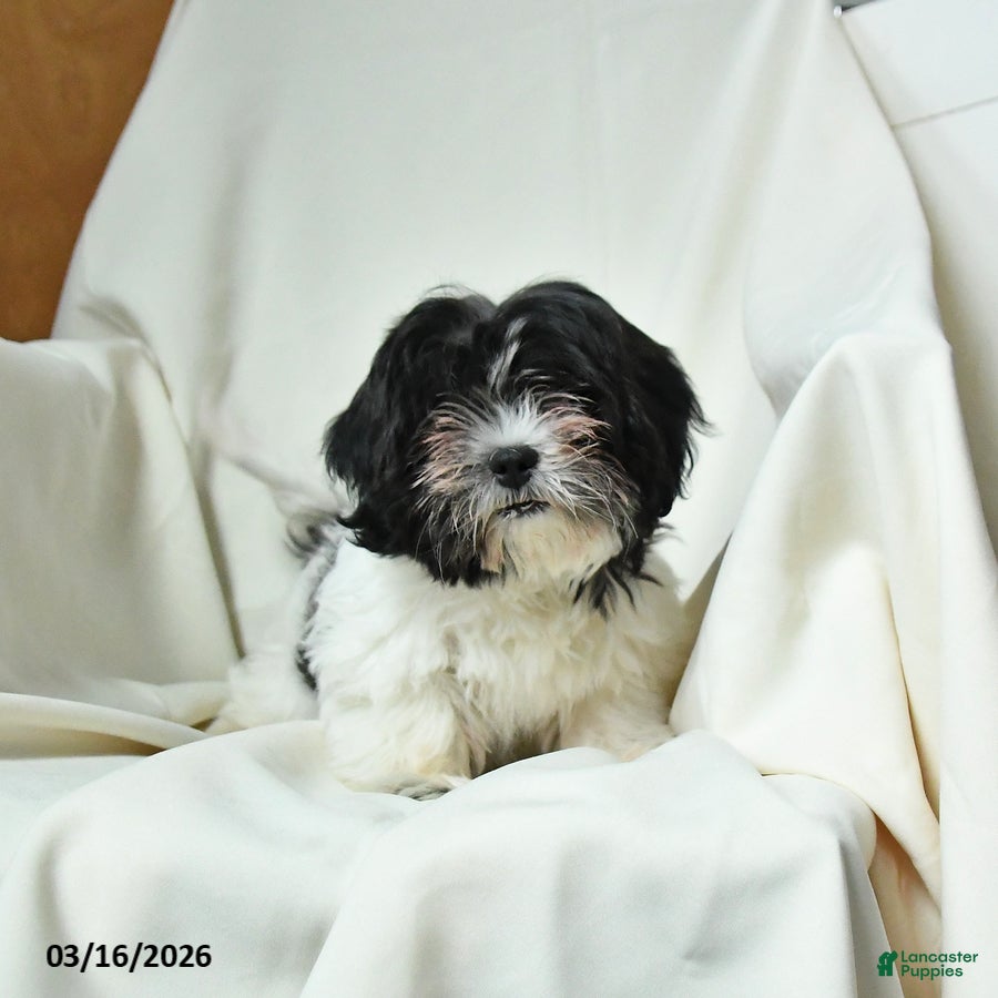 Teddy Bear dogs Lady - Ad 1